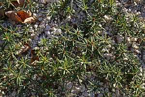 Picture of 1-0 Balsam Fir cooks strain seedlings