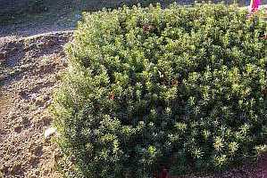 2-0 Canaan Fir seedlings: OHIO seed source 