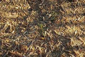    A Closelup of 2-0 Balsam Fir seedling.after being mulched