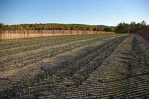 2-1Transplants  Mixed block of beds that contain Balsam Fir, Canaan Fir, Fraser Fir, Balsam x Fraser Hybrids