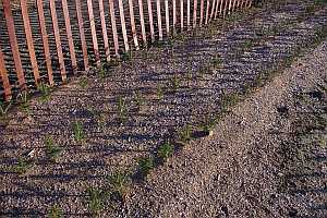 Three row bed of Balsam Fir transplants one year after pl;anting.