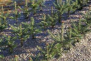 2-2 Fraser Fir transplants ready to be lifted