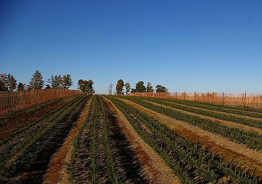 Asack and Son Transplant beds