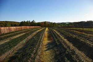 2-2 Transplant block of Beds that contain Balsam Fir, Fraser Fir, Canaan Fir, Balsam x Fraser Hybrids