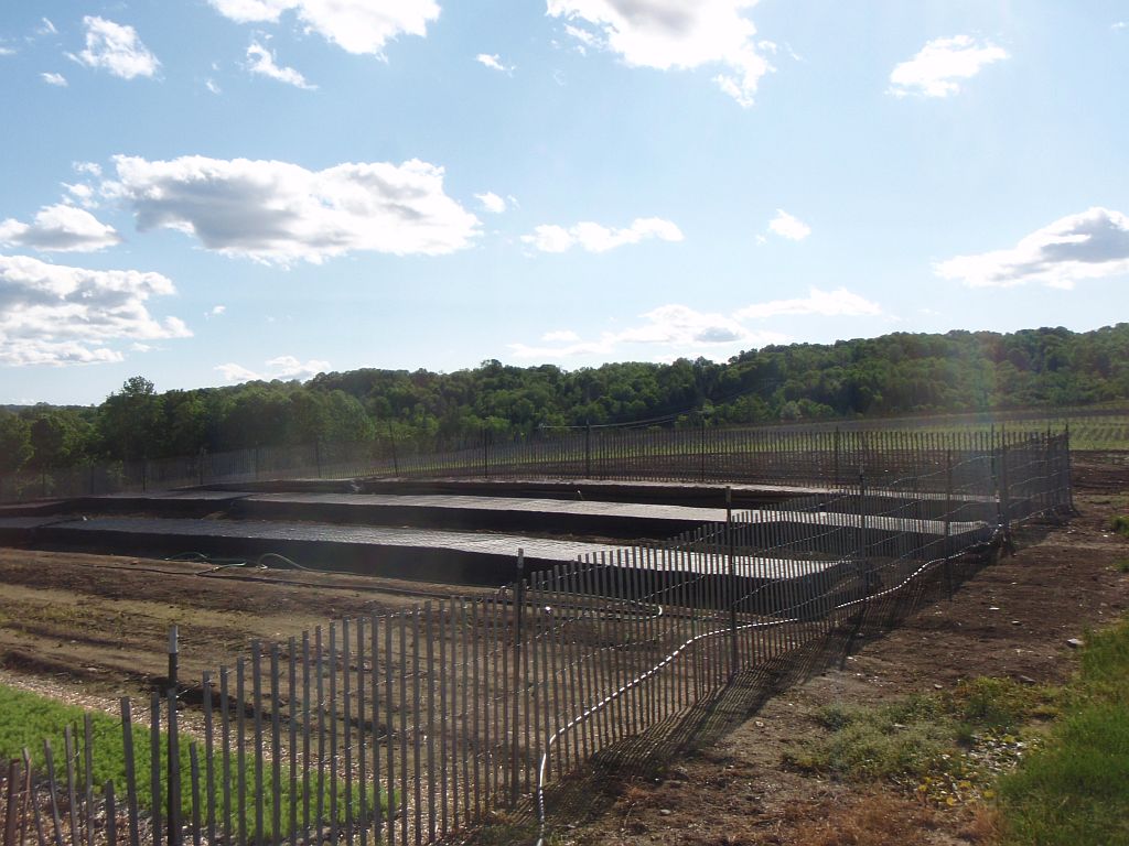 Asack & Son Christmas Tree Farm & Christmas Tree Seedlings and