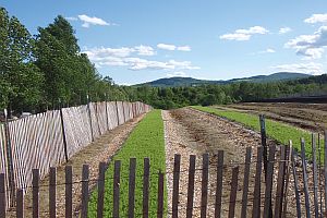 Seed beds in summer. Beds with sections of Balsam Fir,  Fraser Fir, Canaan Fir and Balsam x Fraser Hybrids