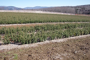 2-2 Transplant beds. Transplant Beds of Balsam fir, Fraser fir, Canaan Fir and Balsam x Fraser Hybrids 