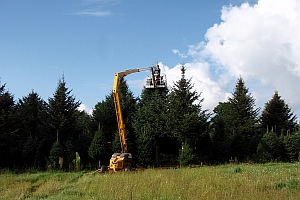 Far view of Bill Asack picking cooks balsam fir seed