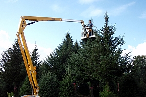 Bill Asack picking Cooks Balsam Fir seed