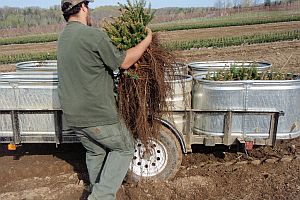 Worker loading balsam fir transplants into stock tanks