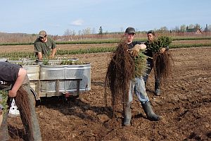 Workers carrying 2-2 transplants to trailer