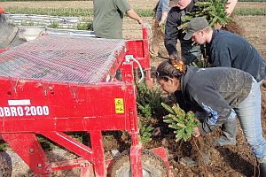 Workers picking up freshly lifted balsam fir transplants