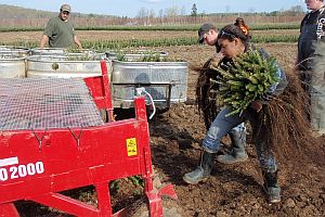 Workers with full armloads of 2-2 balsam fir transplants