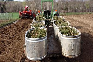 Full trailer load of 2-2 balsam fir tranplants
