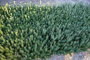 3-0 Fraser Fir seedlings