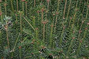 Closeup of 3-0 Balsam Fir seedlings mountain strain