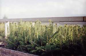 Closeup of Balsam Fir seedlings