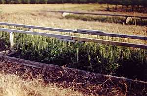 Cold frame seed beds with 3-0 Balsam fir Seedlings inside