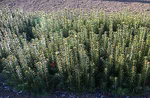 3-0 Fraser Fir seedlings: North Carolina seed  source