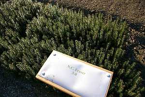 3-0 Fraser Fir seedlings