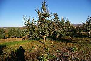 Asack & Son home orchard at harvest time