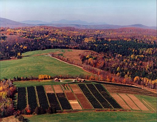 Asack and Son Christmas tree farm