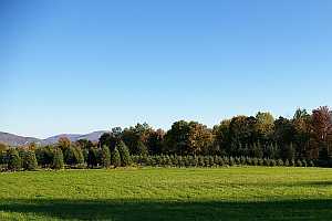 Second planting of Balsam Fir on right side