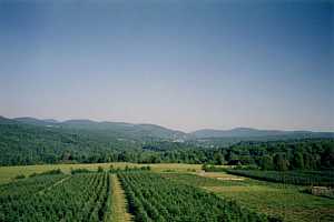 Roof top view of Balsam fir overlooking Barton village in the distance