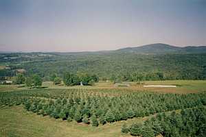 Roof top view of Balsam fir blocks