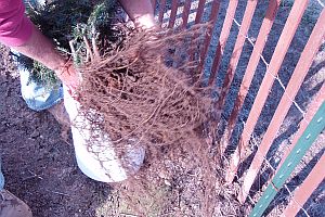 Worker containerizes freshly dug balsam fir transplants in 5 gal pails filled with water