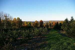 Balsam Fir mountian strain on left. First Generation Hybrids on right.