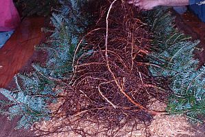 Worker preparing a burito roll of 2-2 balsam fir tranplants