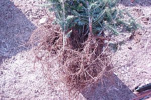 Closeup of root systems of mechanicaly lifted transplants