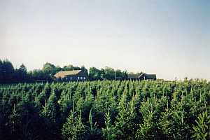 First blocks planted with Balsam Fir, mountain strain, ready to harvest