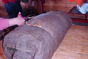 Roll of balsam fir transplant tied off