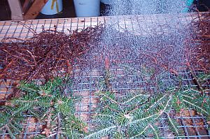Balsam fir transplants get gently washed