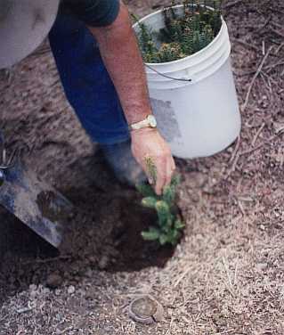 Bill Asack Backfilling hole around Balsam Fir Transplant after positioning to the correct depth