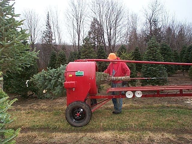 Wholesale Christmas Trees Getting Baled With Howey Baler Wholesale Christmas Trees Getting Baled With Howey Baler