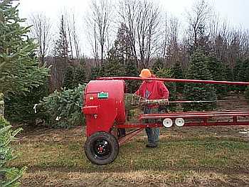 Wholesale Christmas Trees Getting Baled with Howey Baler