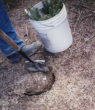 Bill Asack Digging Hole for Balsam Fir Christmas Tree Transplant