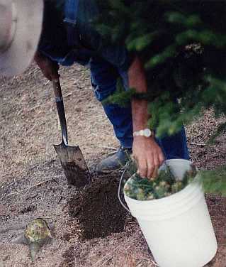 Bill Asack removing Balsam Fir Transplant from water filled bucket.