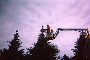 Bill Asack picking Balsam Fir seed