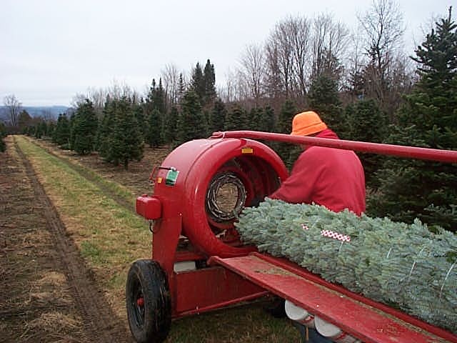 Asack & Son Christmas Tree Farm & Christmas Tree Seedlings And ... Bill Asack Tying off string on top of Wholesale Christmas Trees - Asack & Son Christmas Tree Farm & Christmas Tree Seedlings And