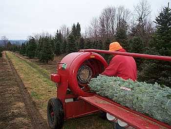 Bill Asack Tying off string on top of Wholesale Christmas Trees