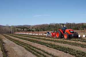 Fobro bed lifts balsam 2-2 Tranplants