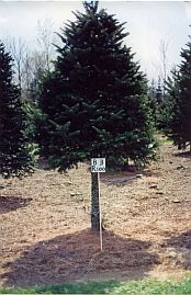 Asack & Son Christmas Tree Farm Block & Row Sign