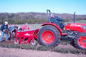 Workers pickup balsam fir transplants