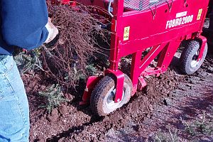 Closeup of bedlifter shaking dirt off of balsam fir tranplants