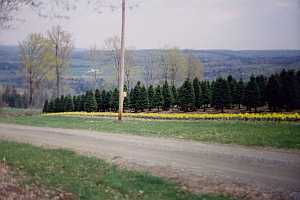 Daffodils in bloom beside driveway.