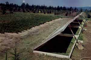 Early cold frame seed beds